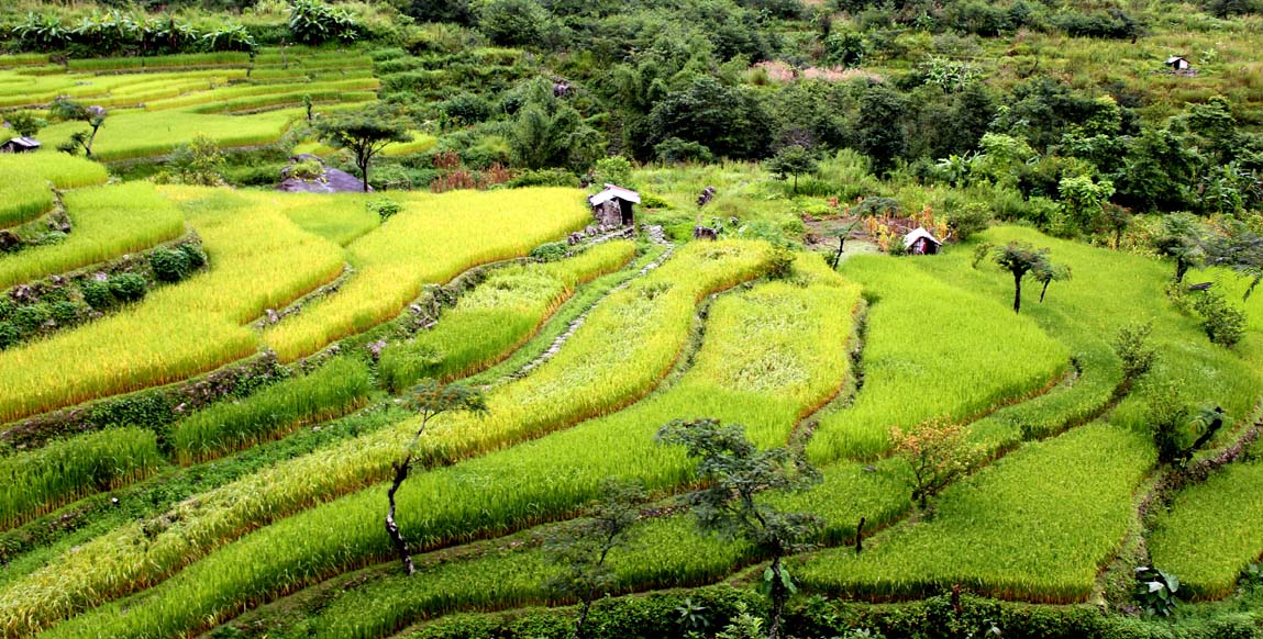 Rizières en terrasses de Khonoma, Nagaland, Inde