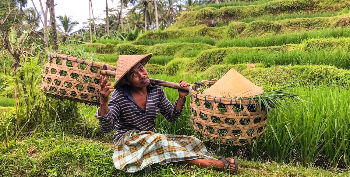 Rizières en terrasses de Jatiluwih, Bali