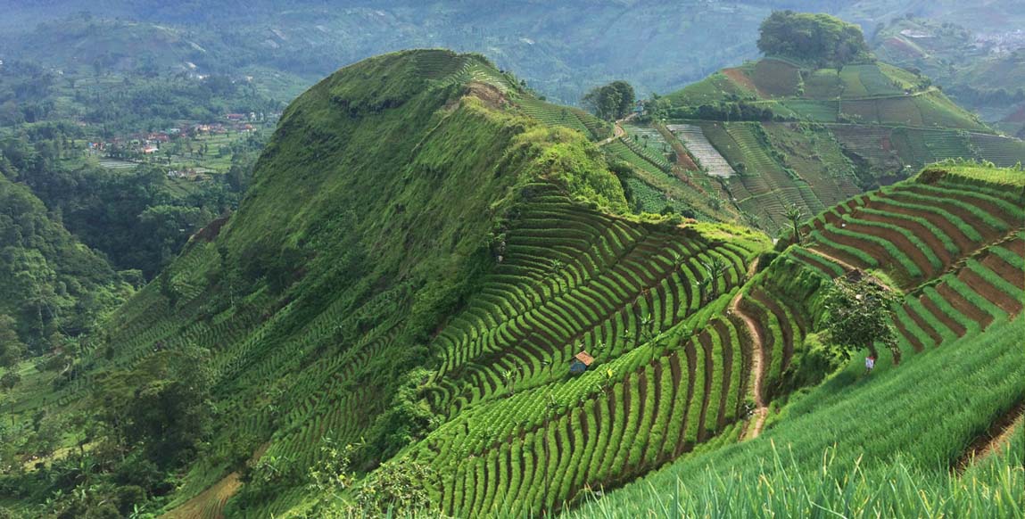Rizières en terrasses de Panyaweuyan, Java