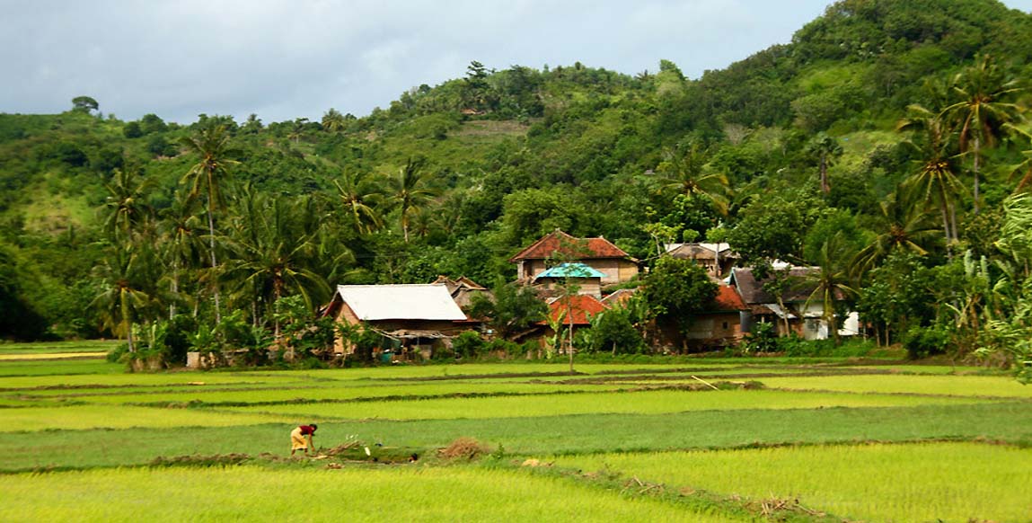 Rizières en terrasses de Sembalun, Lombok