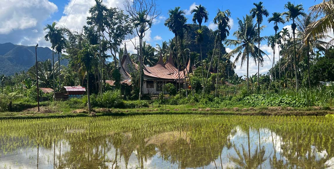 Rizières de Sumatra, Indonésie