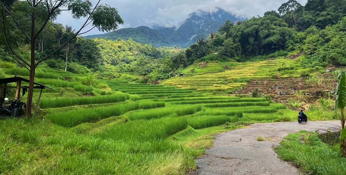 Rizières de Sumatra, Indonésie