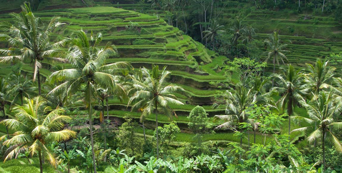 Rizières en terrasses de Tegalalang, Bali