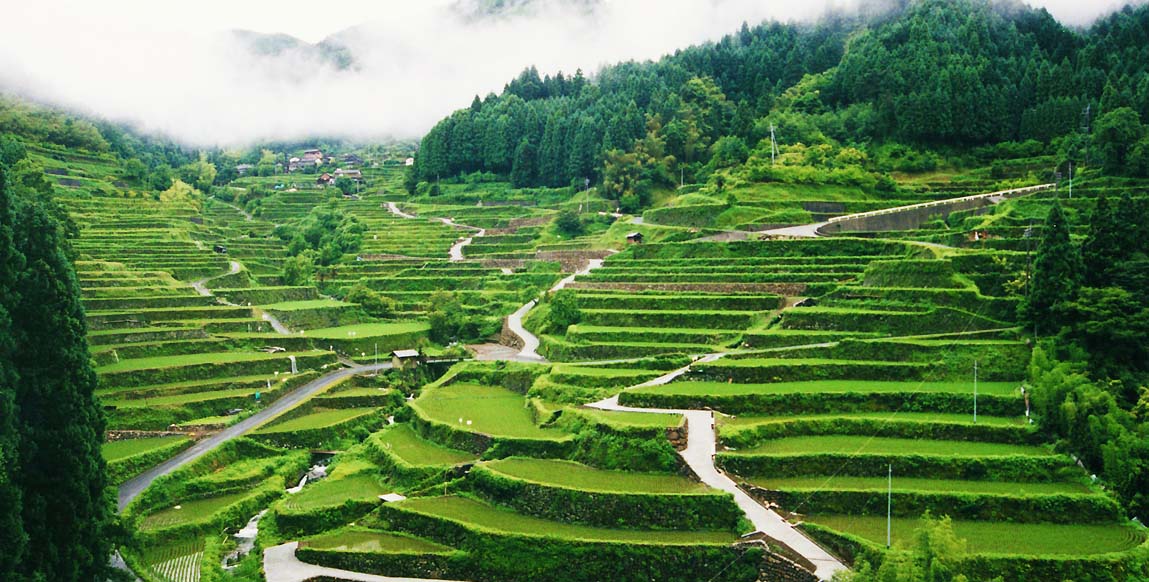 Rizières en terrasses de Hoshitoge, Niigata, Japon