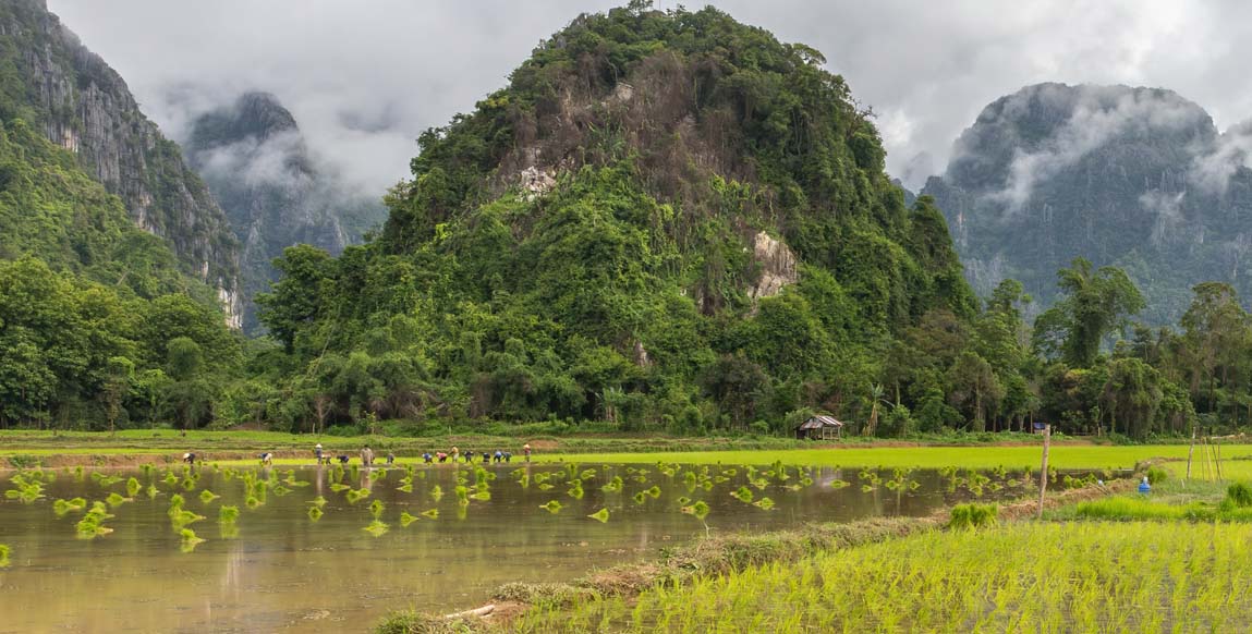 Rizières en terrasses de Phongsaly, nord du Laos