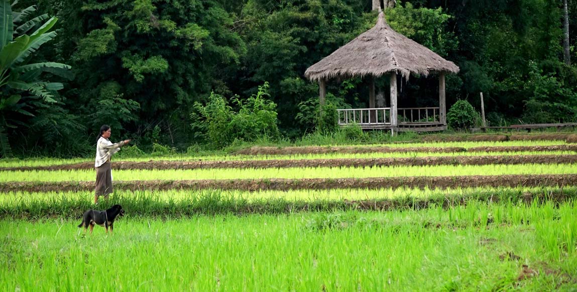 Rizières en terrasses de Phongsaly, nord du Laos