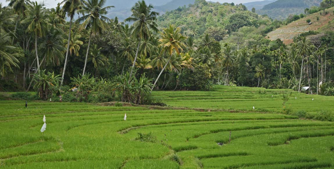 Rizières en terrasses du massif des Knuckles, Sri Lanka