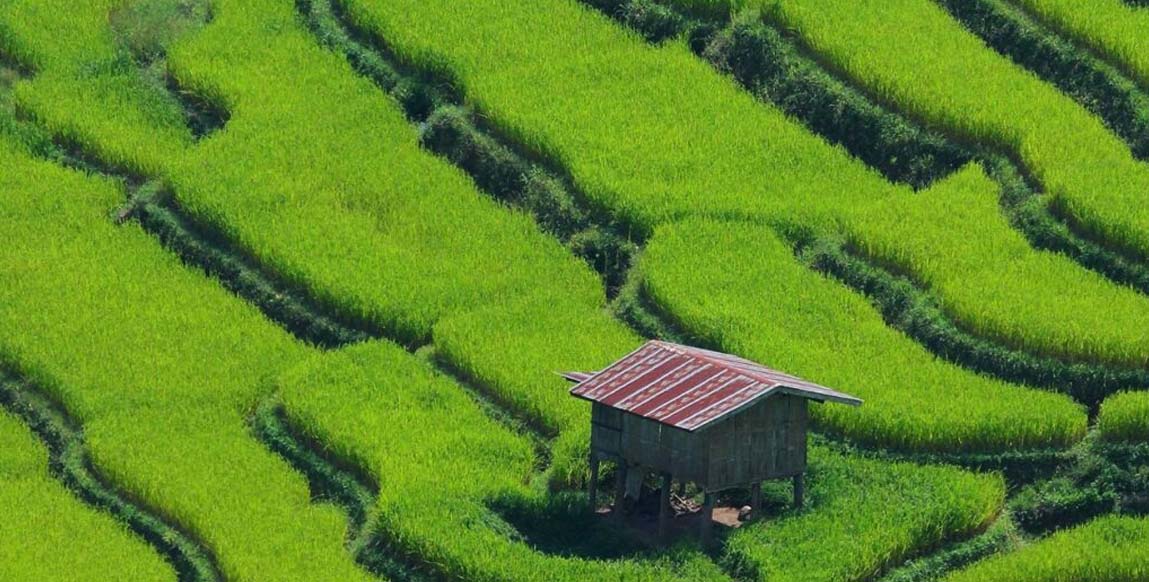 Rizières en terrasses de Pa Pong Piang, Chiang Mai, Thaïlande