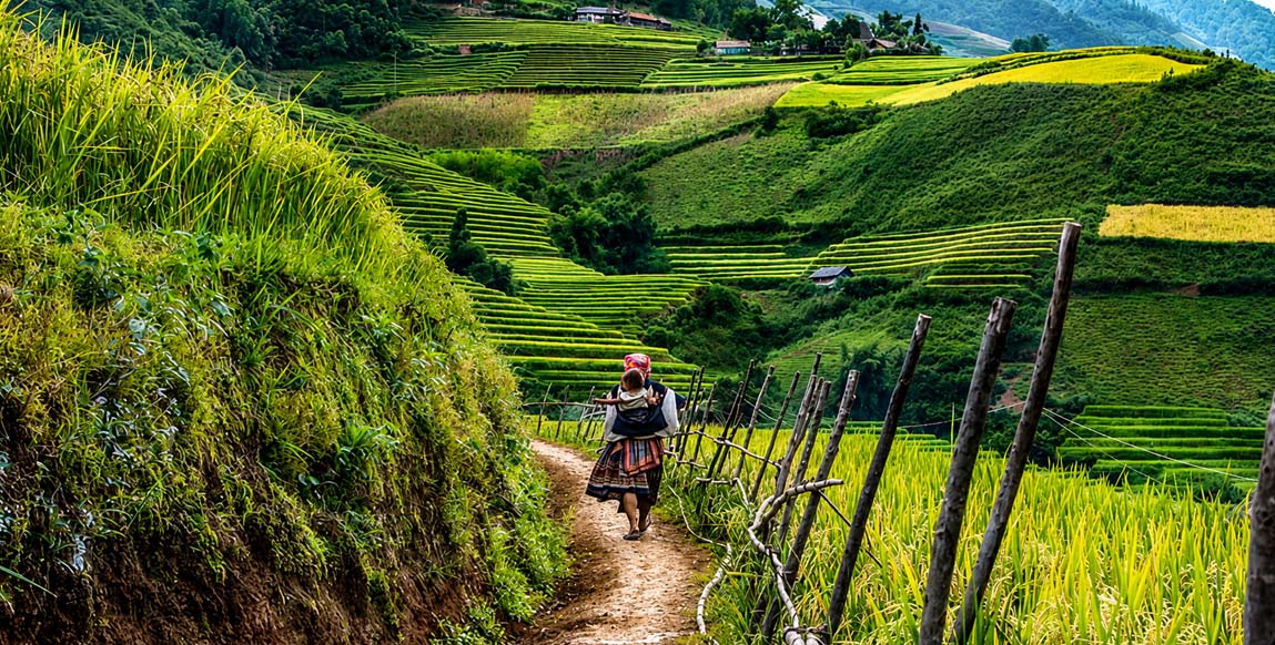Rizières en terrasses de Hoang Su Phi, Ha Giang, Vietnam