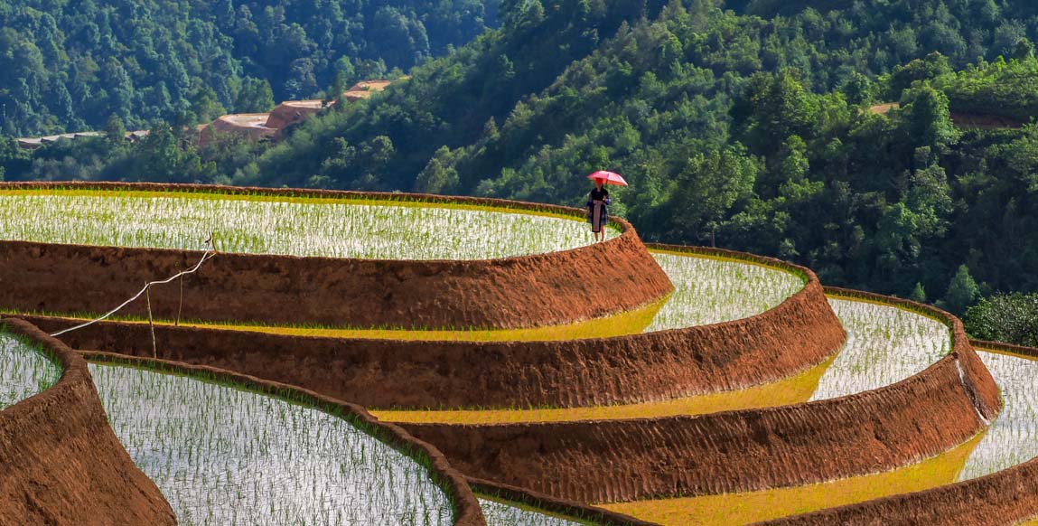 Rizières en terrasses de Sapa, vallée de Muong Hoa, Vietnam