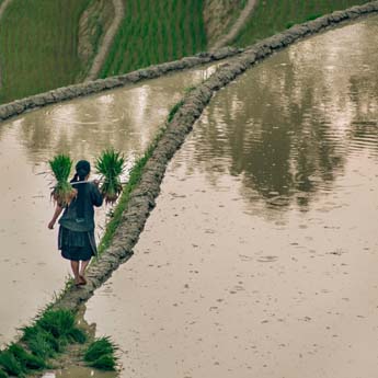 Les plus belles rizières en terrasses de Chine