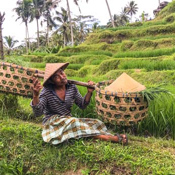 Les plus belles rizières en terrasses d'Indonésie