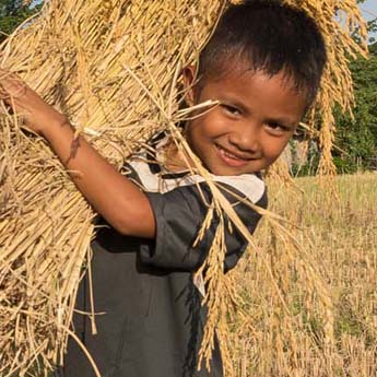 Les plus belles rizières en terrasses du Laos