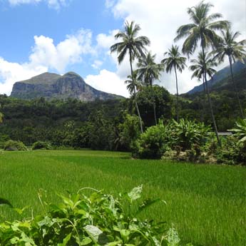 Les plus belles rizières en terrasses du Sri Lanka