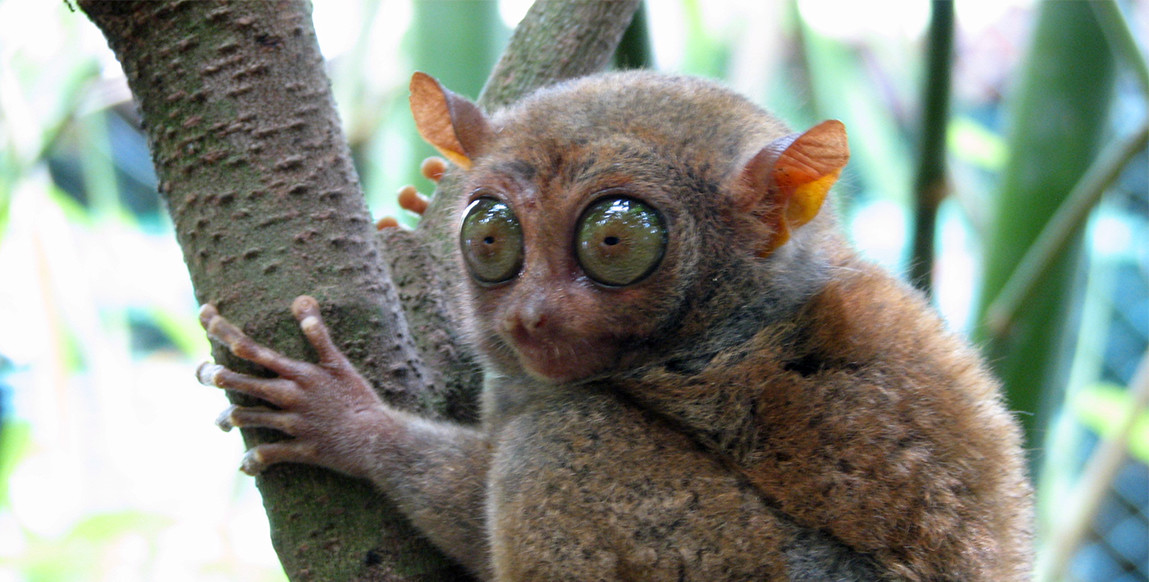 Tarsier des philippines