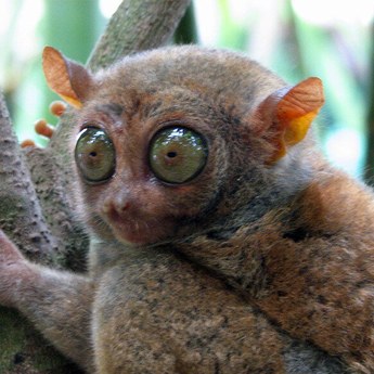 Le tarsier des Philippines