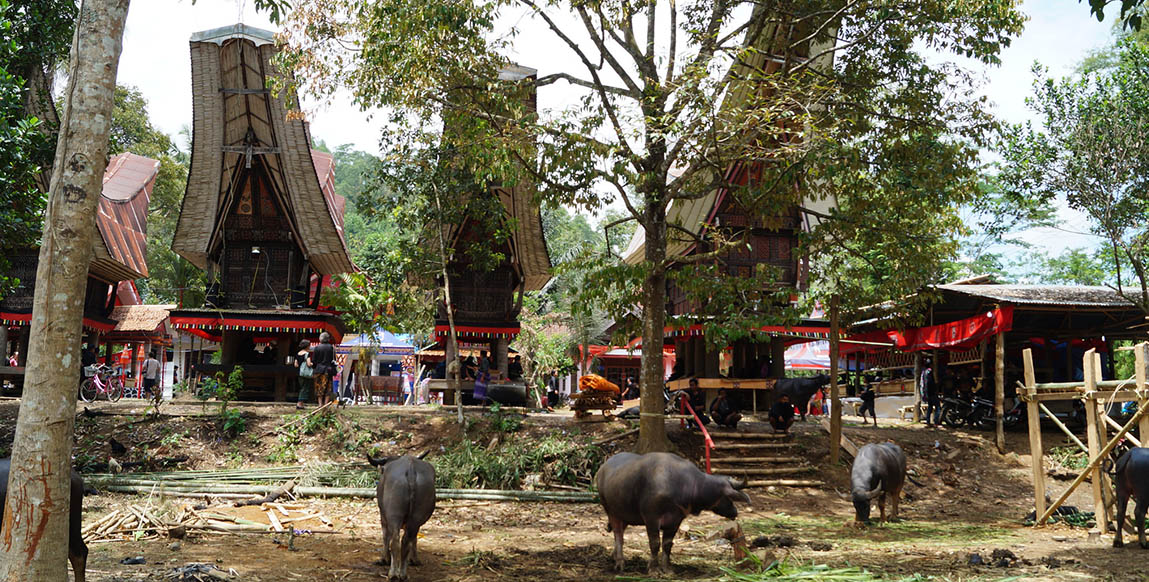 Voyage au Kérala, éléphant à Trichur