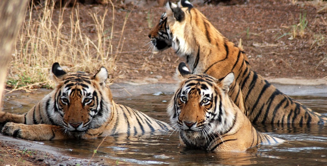 voyage de Calcutta à l'Orissa, Tigres aux Sunderbans