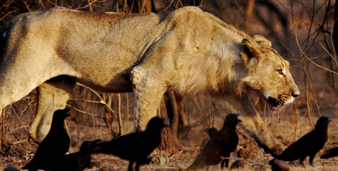 voyage au Gujarat, parc national de Sasan gir