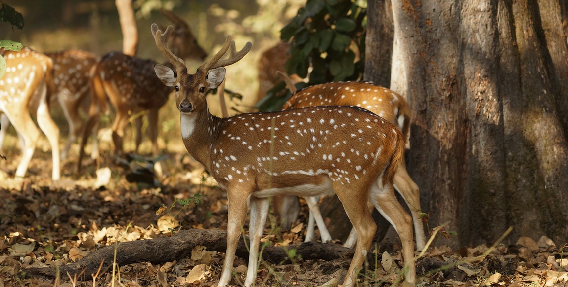 voyage au Madhya Pradesh, Bandhavgarh