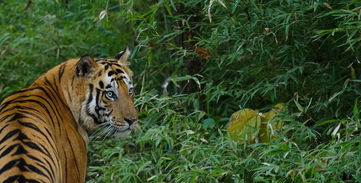 voyage au Madhya Pradesh, Bandhavgarh