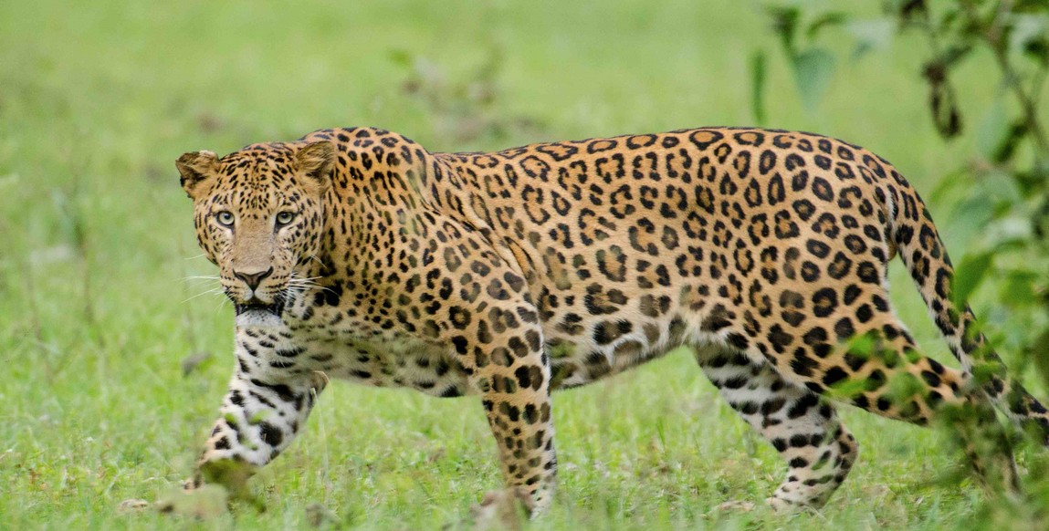 Voyage aventure et safari en Inde du Sud, léopard à Nagarhole