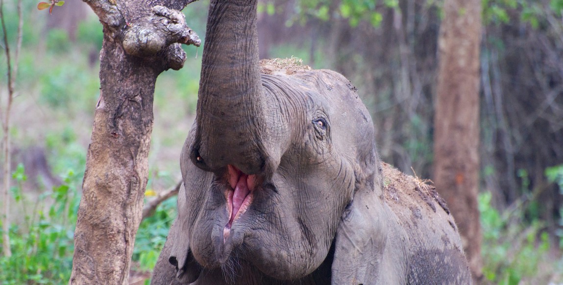 Voyage aventure et safari en Inde du Sud, éléphant à Nagarhole