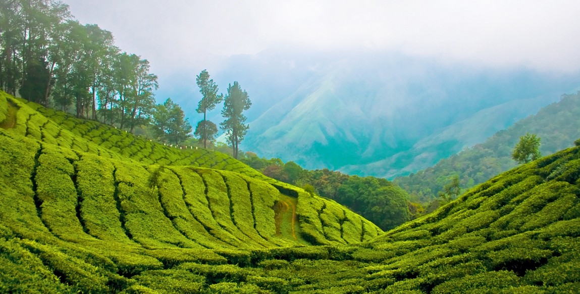 Voyage au Kérala, plantations de thé de Munnar