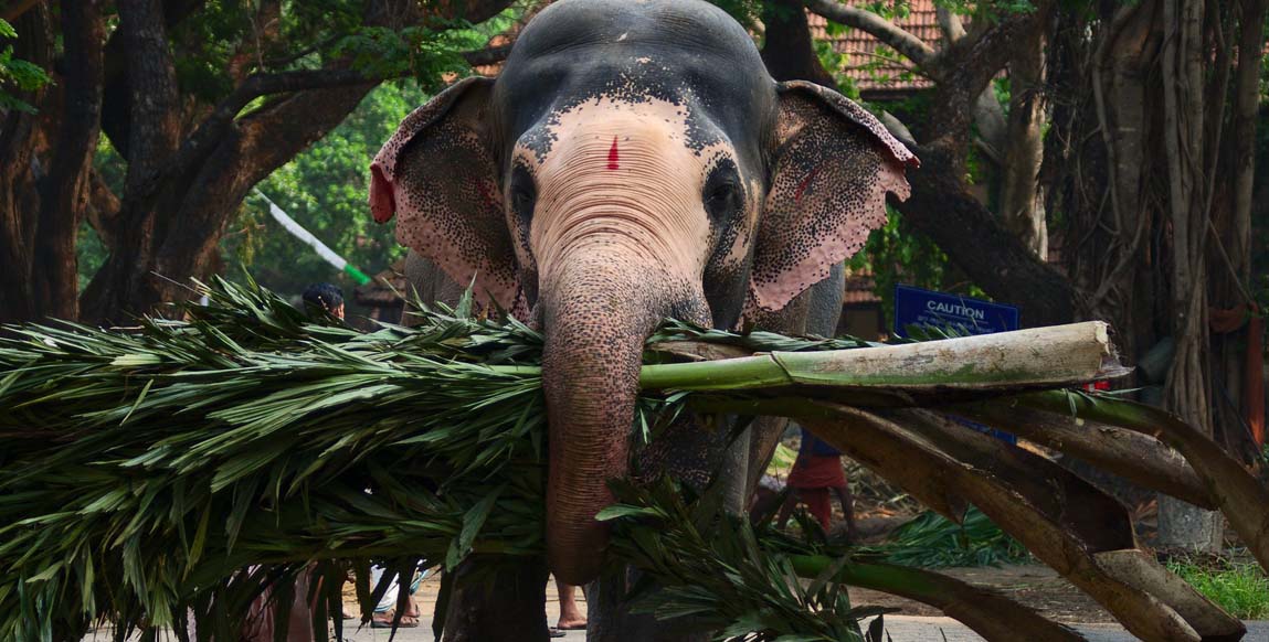Voyage au Tamil Nadu et Kerala, Elephant au travail