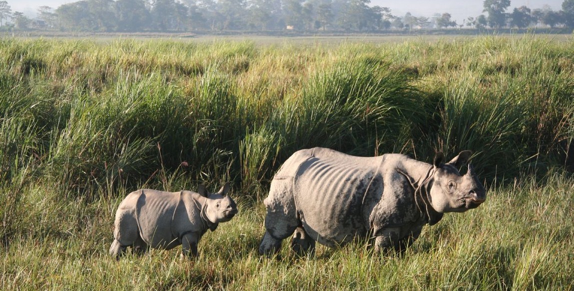 Voyage en Assam et Arunachal Pradesh, parc national de Kaziranga