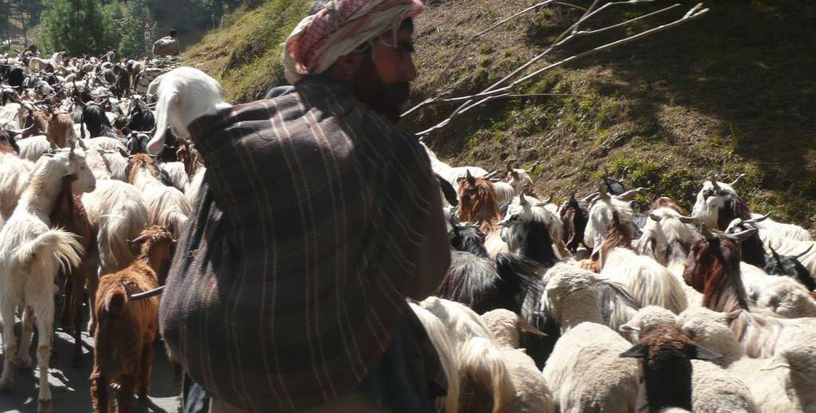 Voyage au Cachemire et Ladakh, berger à Gulmarg