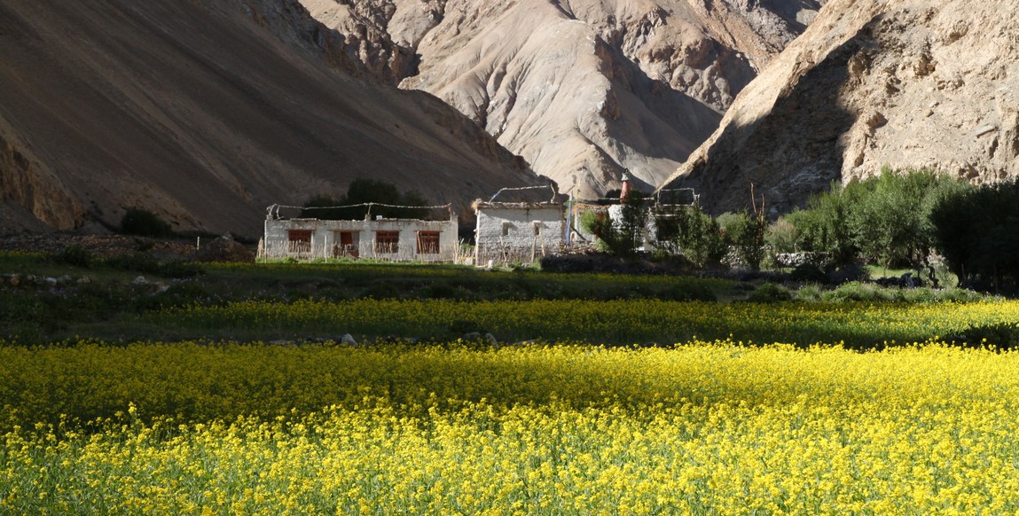 Trek au Ladakh, vallée de Markha - champs fertiles