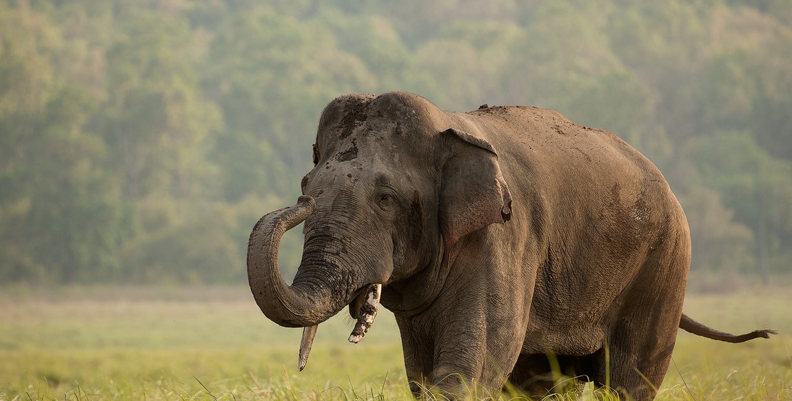 voyage et safaris au Rajasthan, dans le parc national de Corbett (contreforts himalayens)