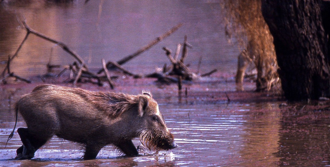 voyage et safaris au Rajasthan, Goar à Sariska