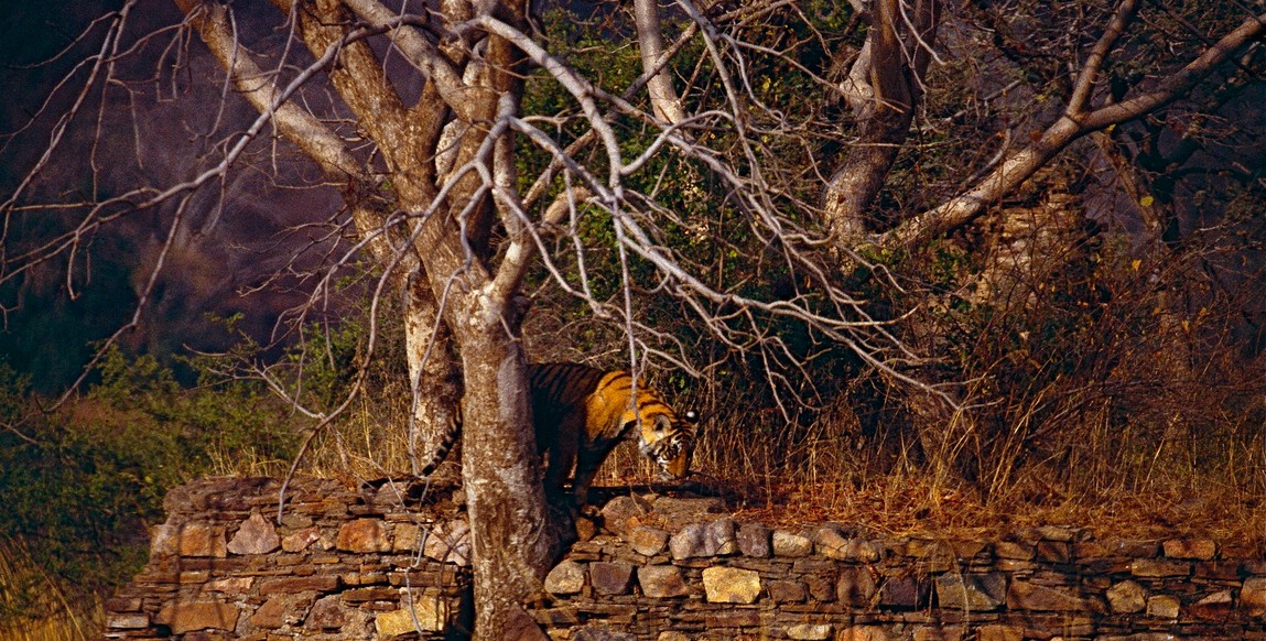 voyage et safaris au Rajasthan, tigres dans les ruines de Ranthambore