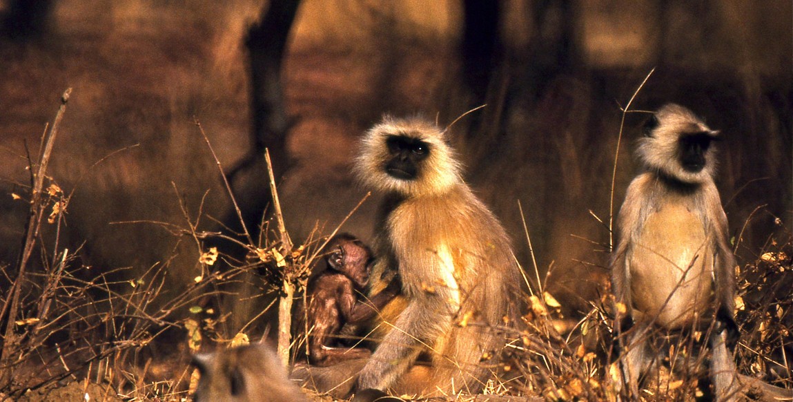 voyage et safaris au Rajasthan, Langurs à Ranthambore