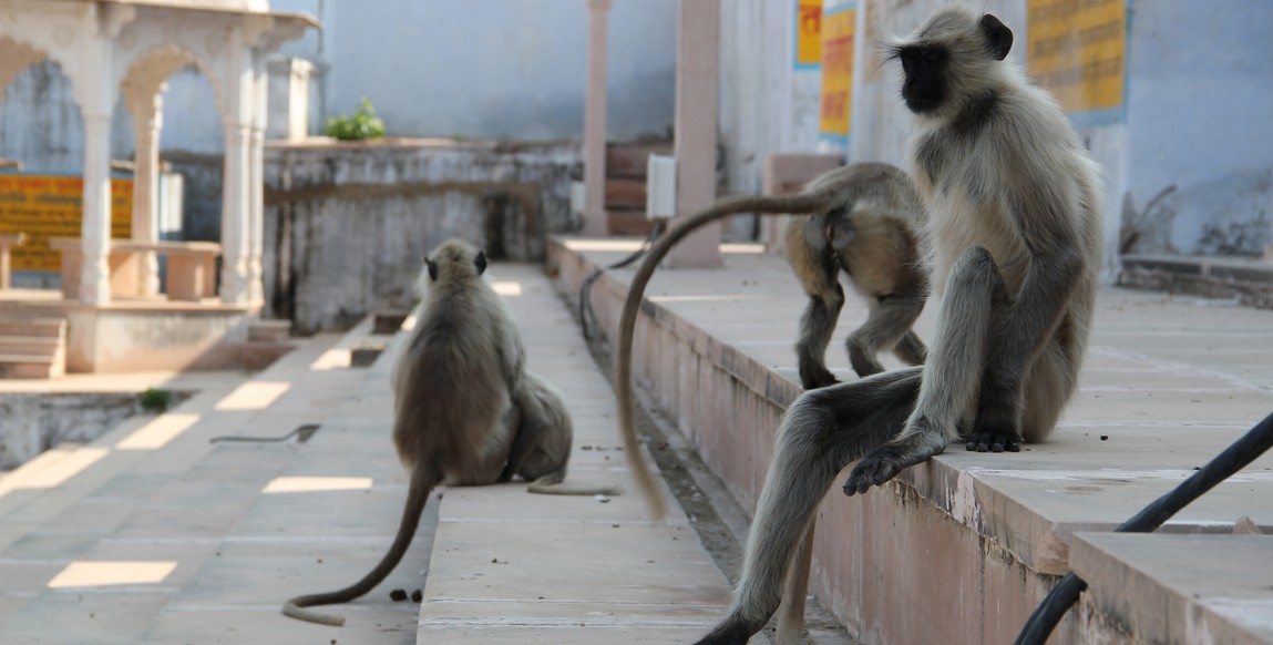 voyage au Rajasthan, Inde des Maharadjas, singe Langur à Ranakpur