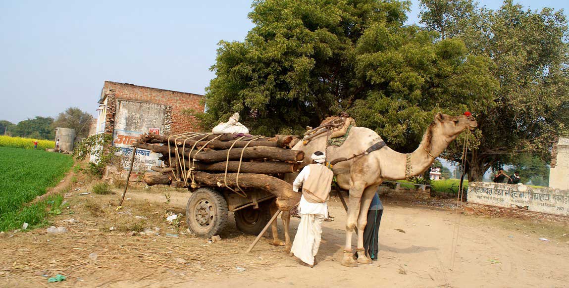voyage au Rajasthan, caravane chameau