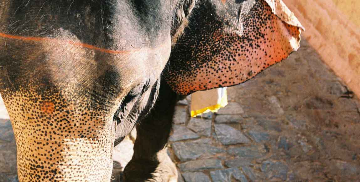 voyage au Rajasthan, éléphant à Amber, Jaipur