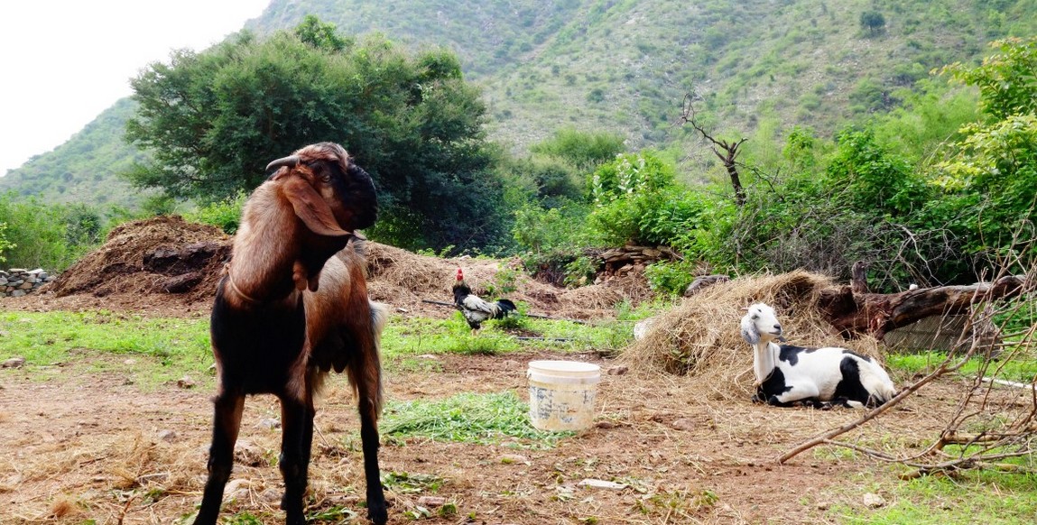 voyage au Rajasthan chez l'habitant, vie à la ferme dans les Aravallis