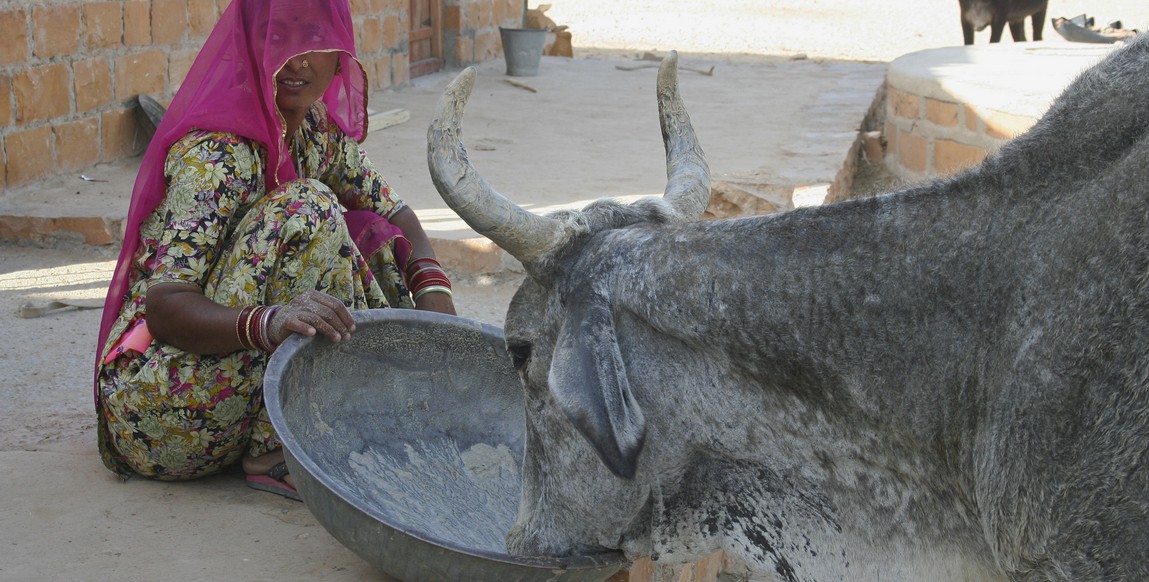 voyage au Rajasthan chez l'habitant, travail des femmes au village