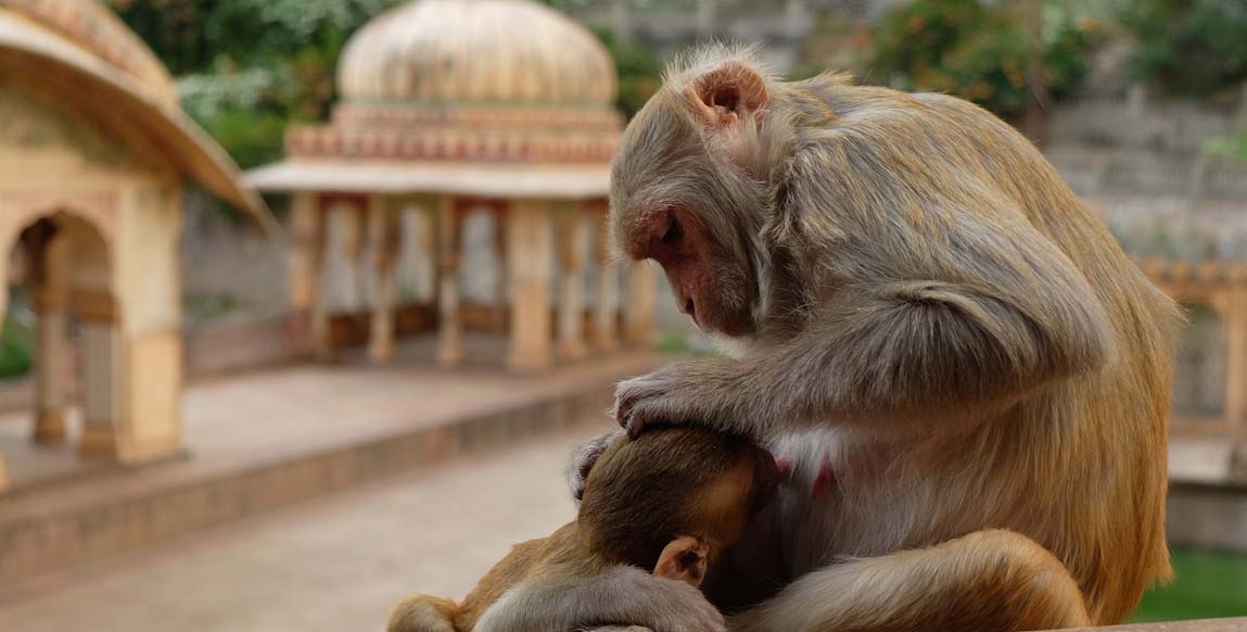 voyage au Rajasthan Inde du nord, Macaque au temple de Galta à Jaipur