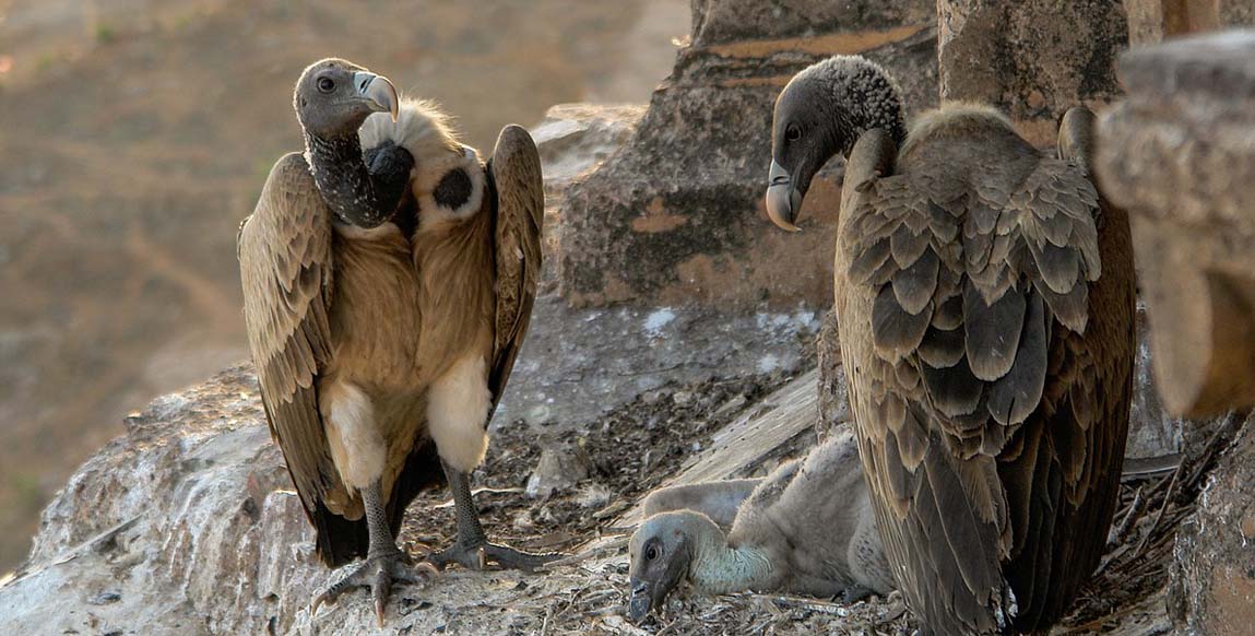 voyage au Rajasthan Inde du nord, vautours sur les toits des palais de Orchha