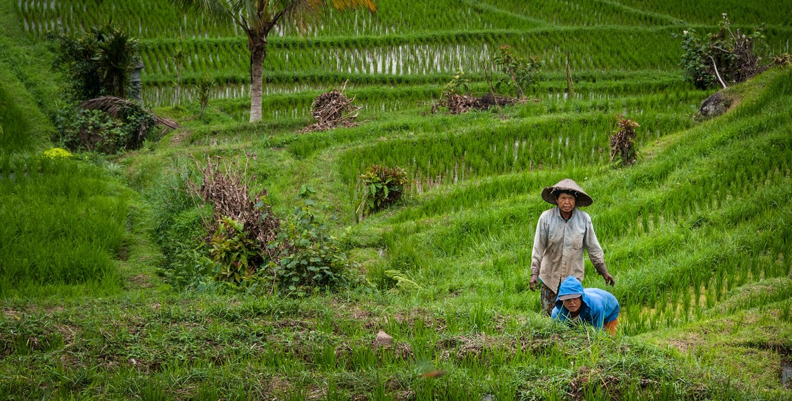 Voyage à Bali et Lombok, dans les rizières balinaises