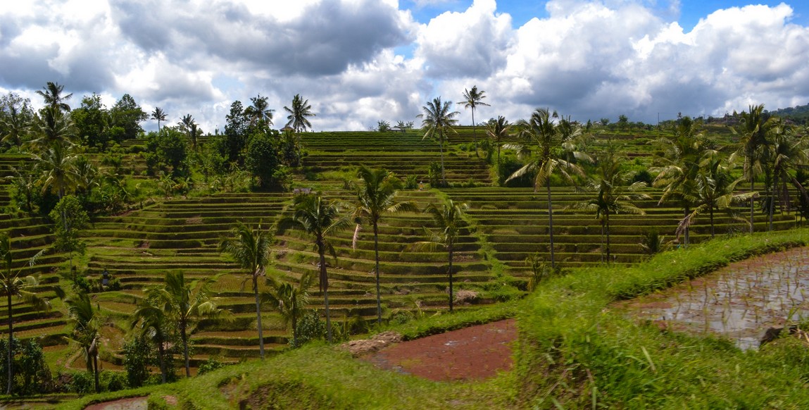 Voyage à Bali et Lombok, rizières