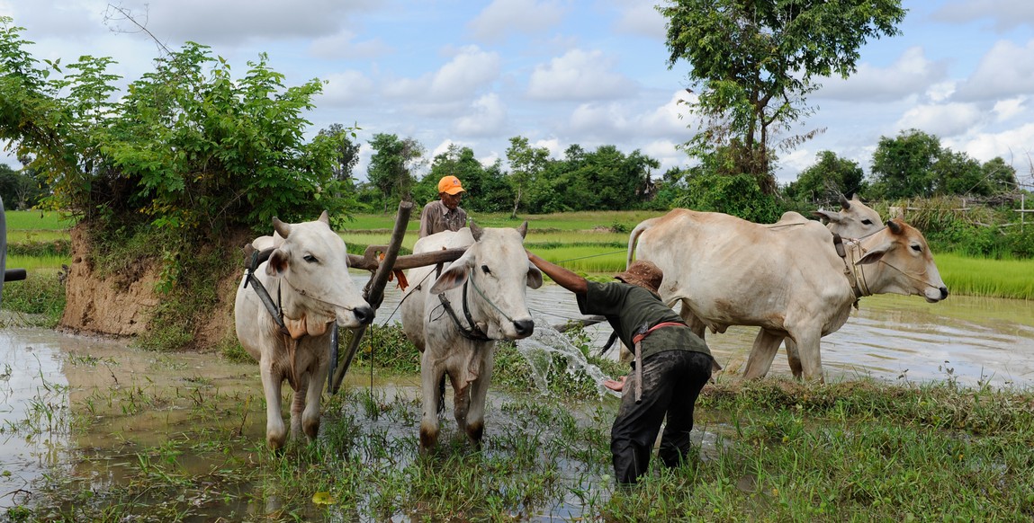 Voyage au Laos, travail dans les champs