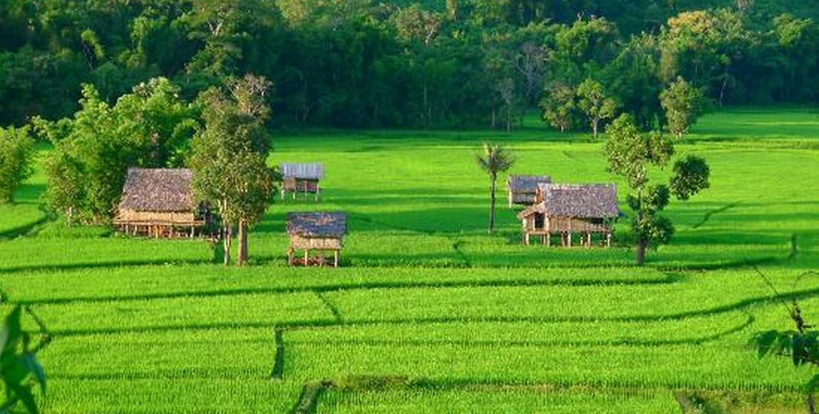 Voyage et trek au Laos, rizières dans la région de Muang La