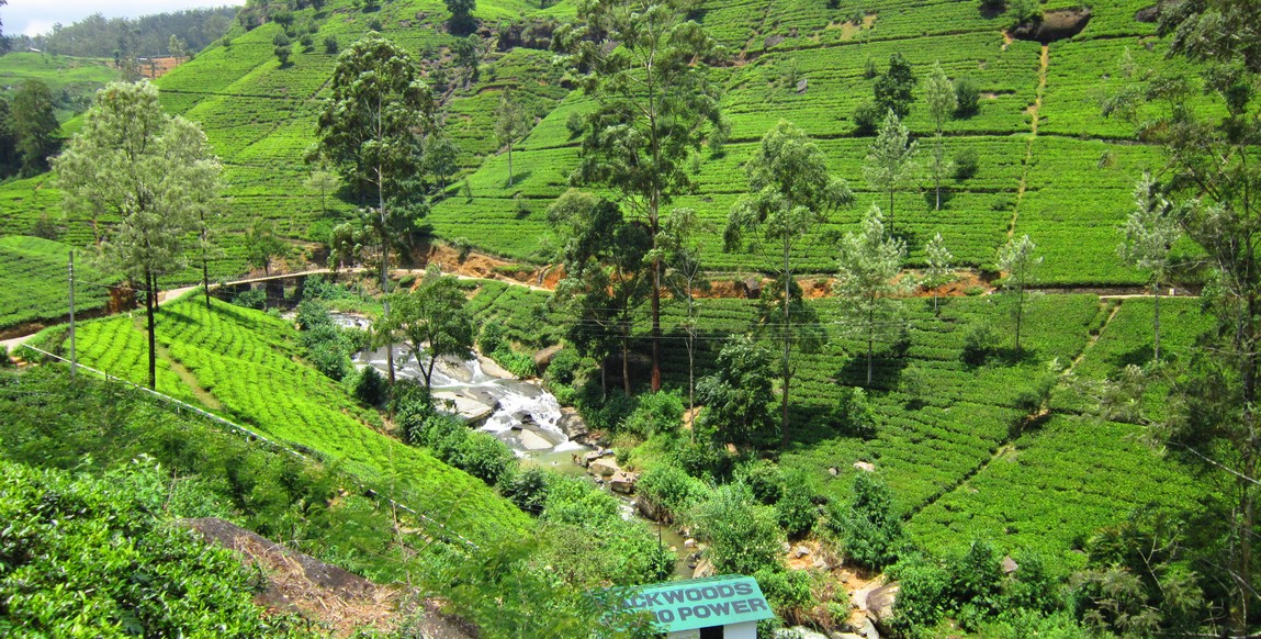 Voyage au Sri Lanka, le grand tour, Nuwara Eliya