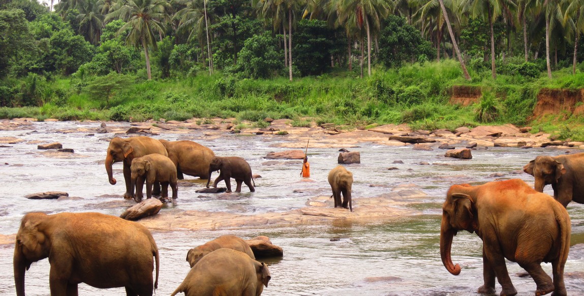 Voyage au Sri Lanka, le grand tour