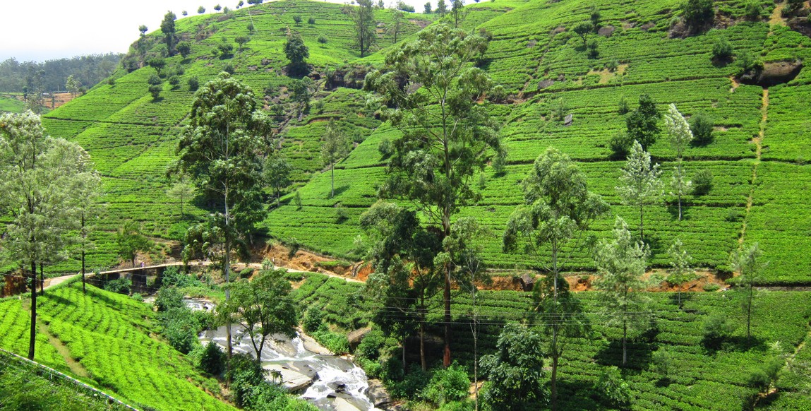 Voyage au Sri Lanka, Les incontournables, Nuwara Eliya